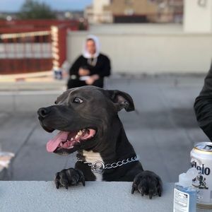 Meet your Posher, Samuel